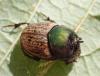 Onthophagus vacca